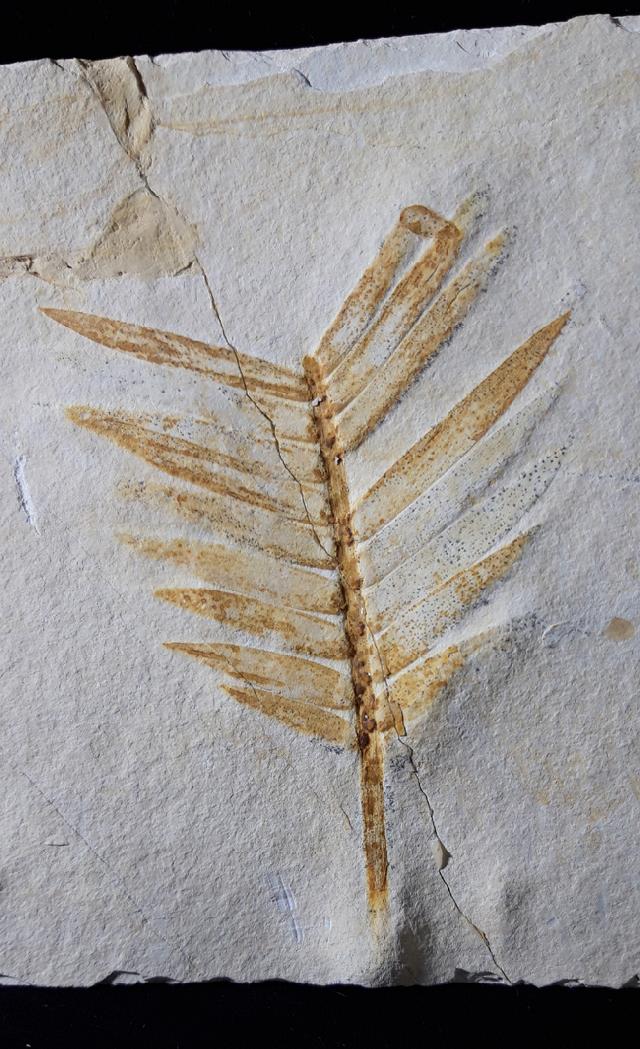 Zamites feneonis BRONGNIART - Bild © FossNet FossilienStore